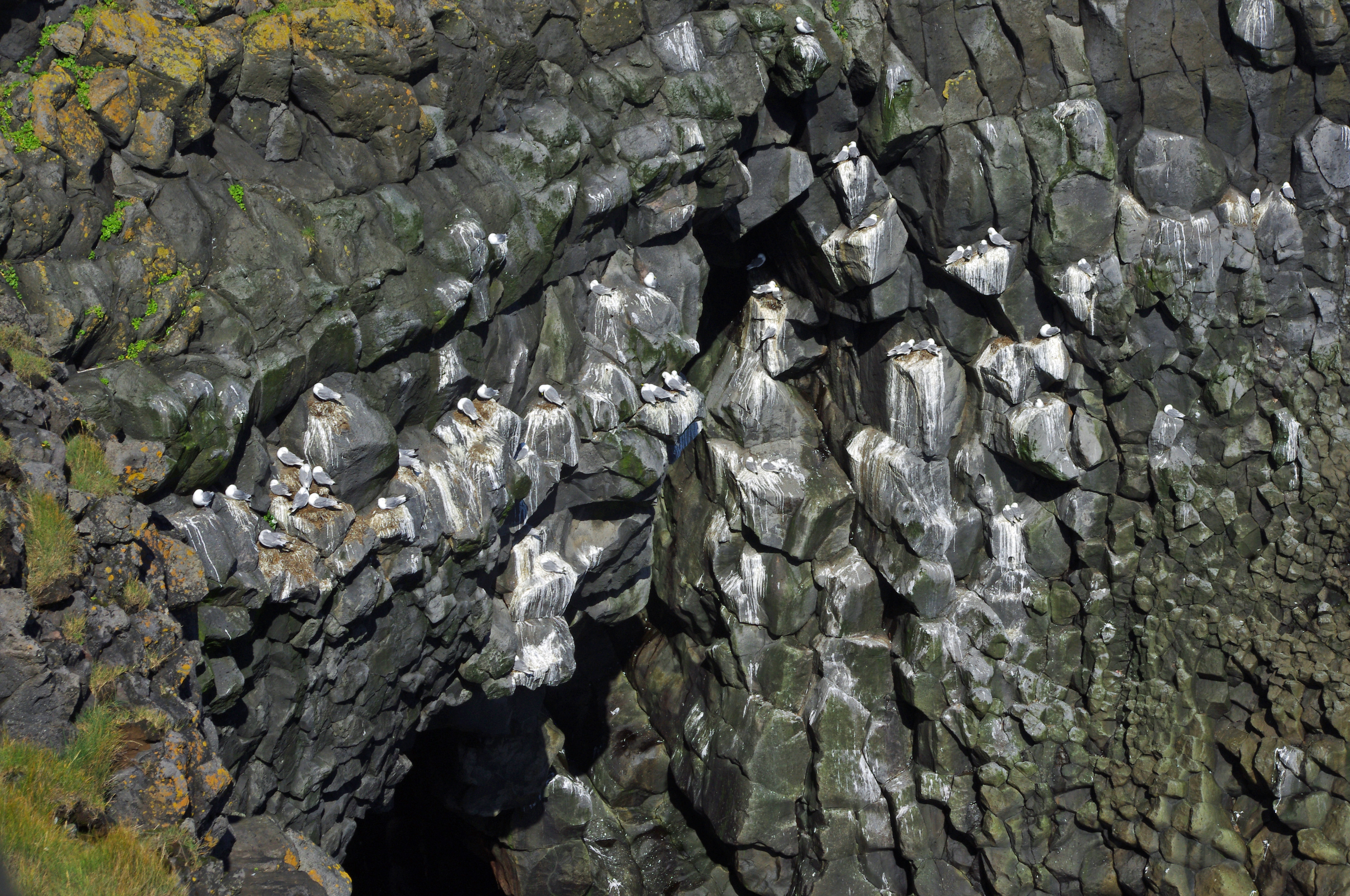 Nesting Birds on Cliff Grundarfjordur